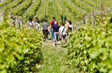 Wine trekking in Franciacorta_ph F.Cattabiani. 