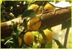 limoni di Amalfi