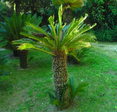 Cycas revoluta.- esemplare maschile - PH. Francesco Pisu